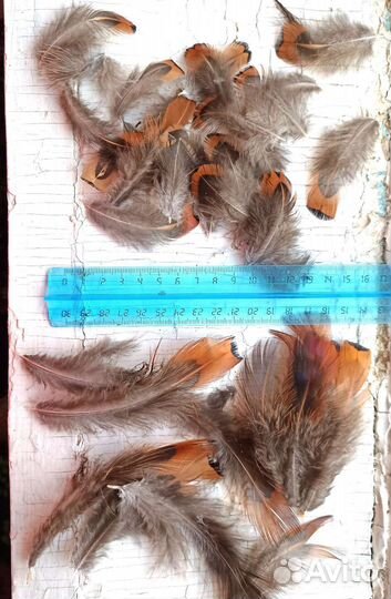 Перо/перья фазана (разные) цена за шт