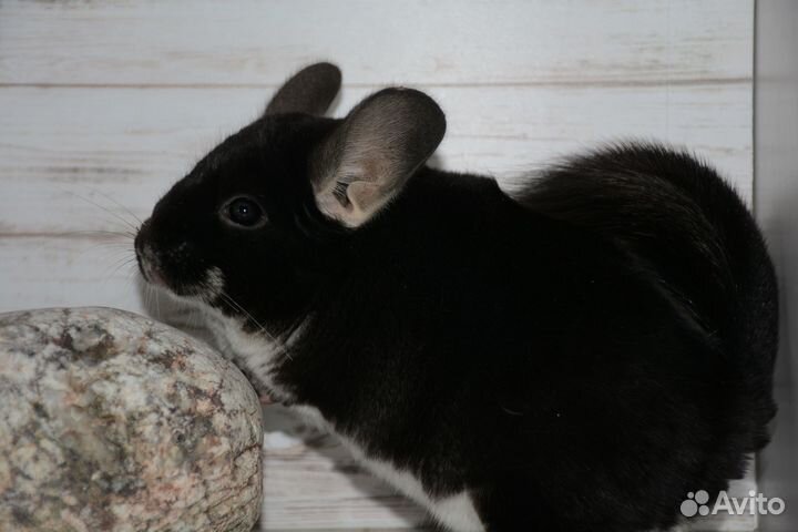 Шиншилла Черный Жемчуг