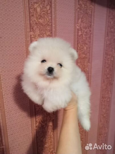 Померанский шпиц медвежьего типа