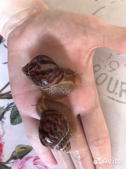 Улитки ахатины бесплатно