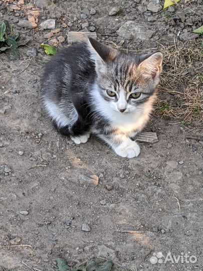 Котята бесплатно