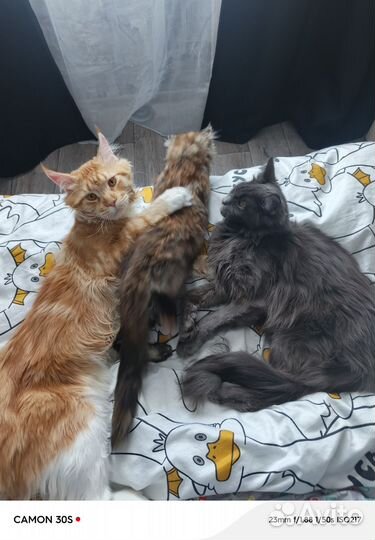 Продам мейкуна