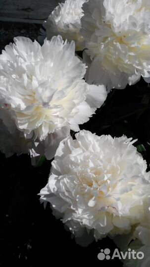 Пионы, Купена, Очиттк Моргана, Вейгела