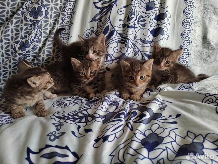 Котятки в добрые руки