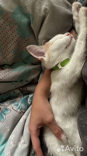 Кошечка в добрые руки