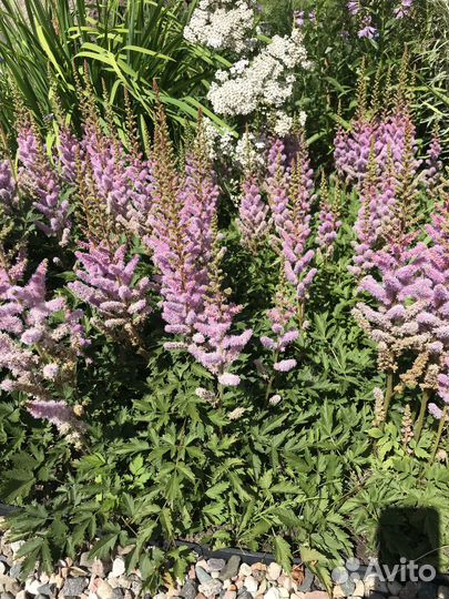 Астильба, манжетка, кровохлёбка и другие