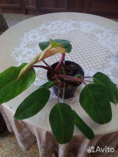 Сингониум, филодендрон