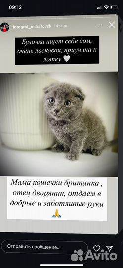 Кошки вислоухие