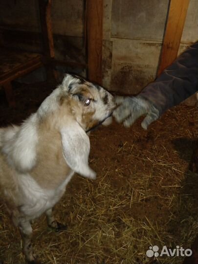 Козочка+козел