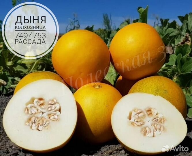Дыня рассада