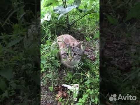 Выбросили красивого тайского котика на улицу объявление продам
