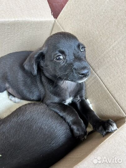 Мальчик вырастет небольшим. Бесплатно. Щенок