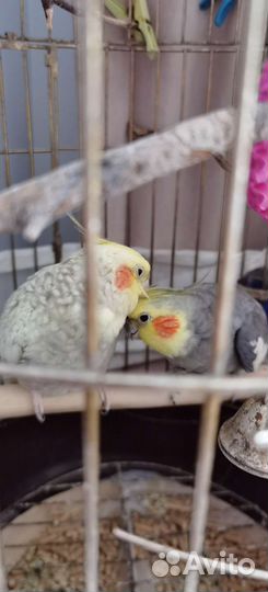 Попугай кореллы