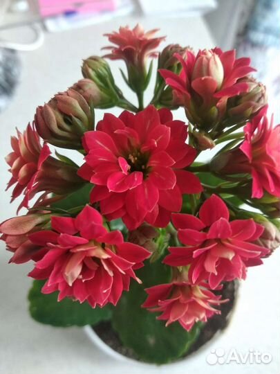 Каланхоэ цветущий