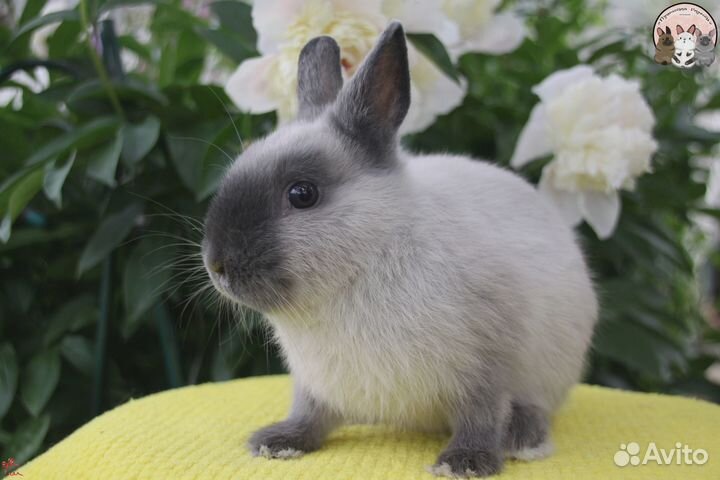 Карликовый кролик Цветной карлик