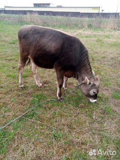 Корова Телка