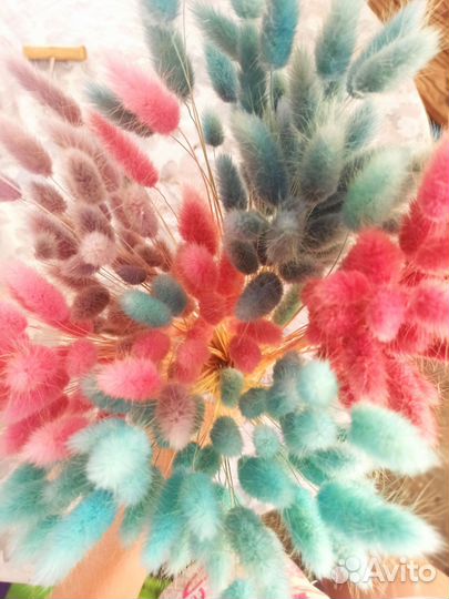 Сухоцветы лагурус (зайцехвост)