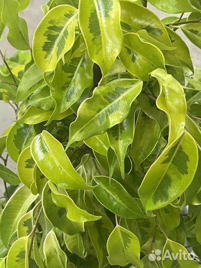 Фикус голден Моник