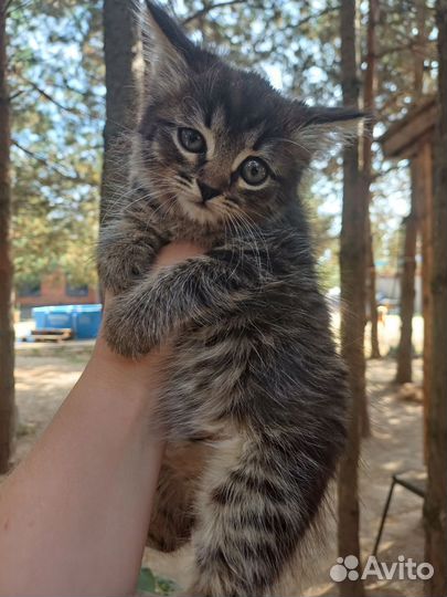 Котенок в дар