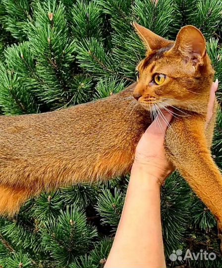 Абиссинская