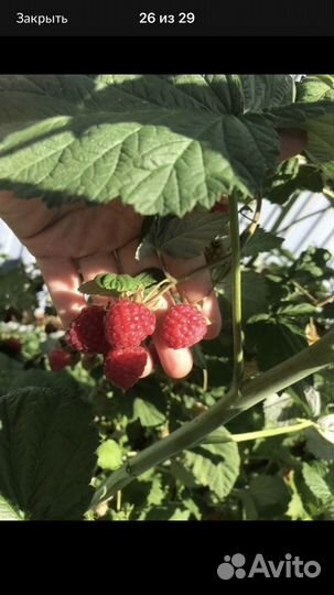 Малина сорт Награда