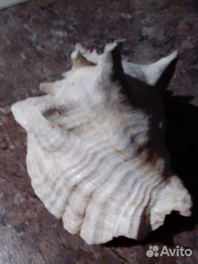 Ракушка морская большая