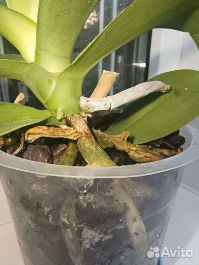 Орхидея фаленопсис Big Lip Aladdin. Отцвёл