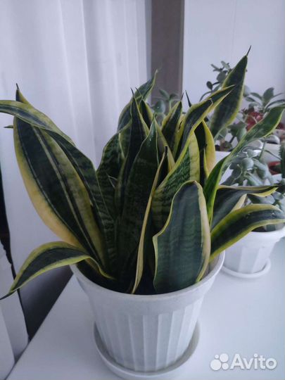 Сансеверия