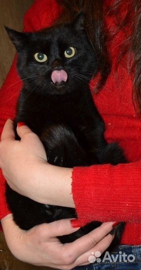 Лекси - роскошная, молодая, чёрная кошка в добрые