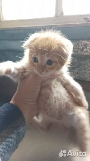Рыжий котик вислоухий
