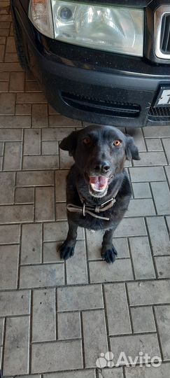 Собаки бесплатно в добрые руки щенки