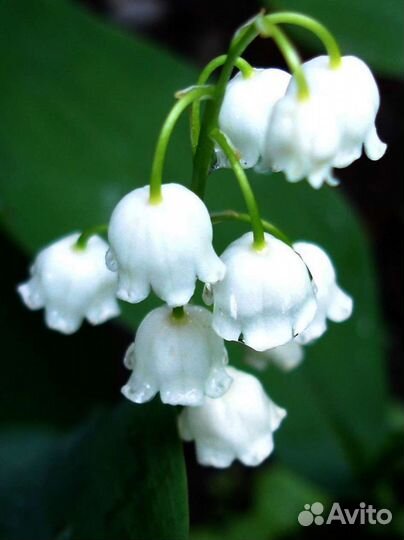 Ландыши (рассада)