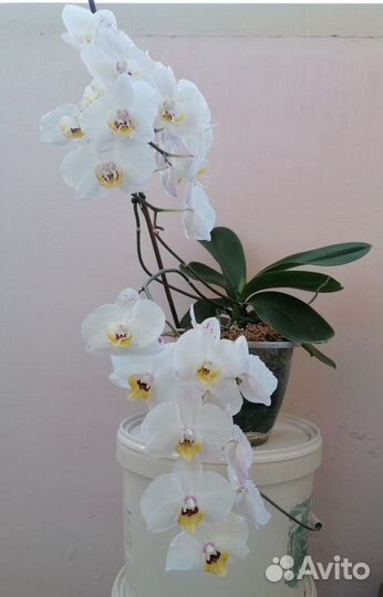 Орхидея цветущая