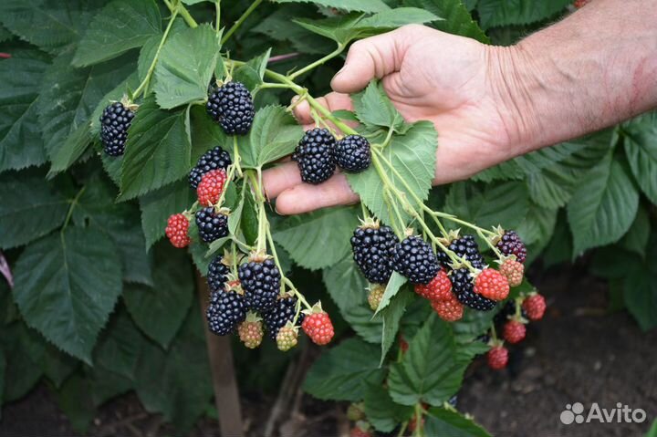 Саженцы ежевики