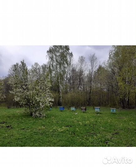 Продаётся пасека