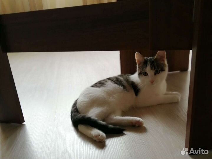 Кот в дар, кастрат