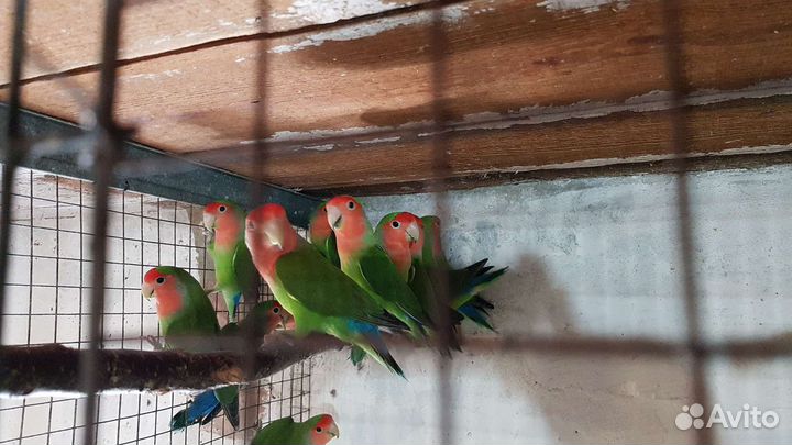 Попугаи и амадины