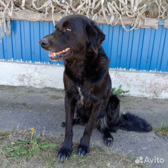 Собаку в добрые руки