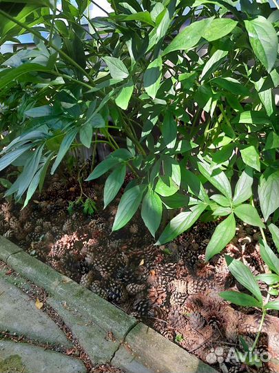 Шишки сосновые