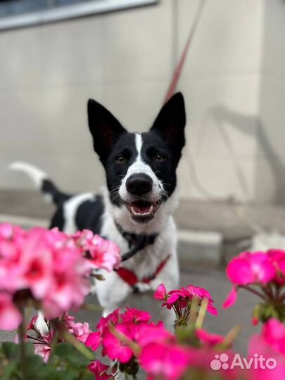 Лика ищет дом