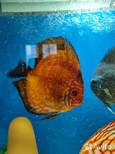 Рыбки Дискусы