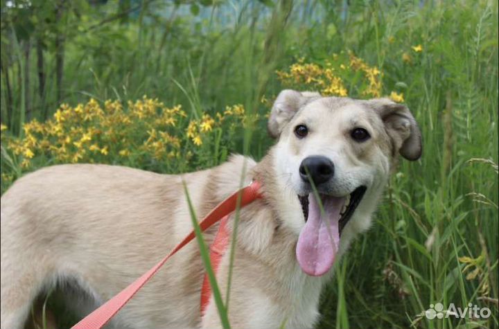 Собачка Барби в добрые руки