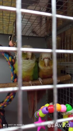 Попугай- пиррура- молинае