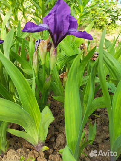 Карликовый ирис