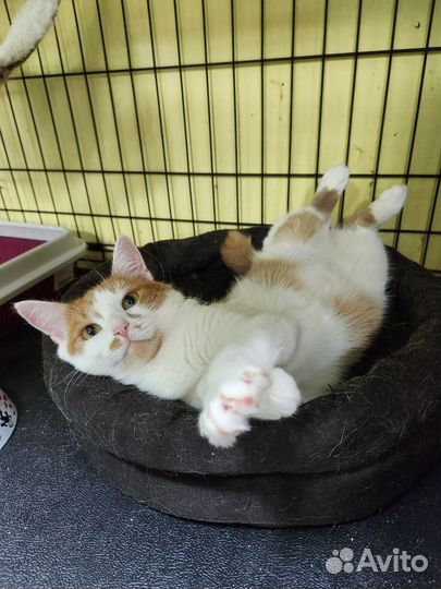 Кошка Джесси ищет дом