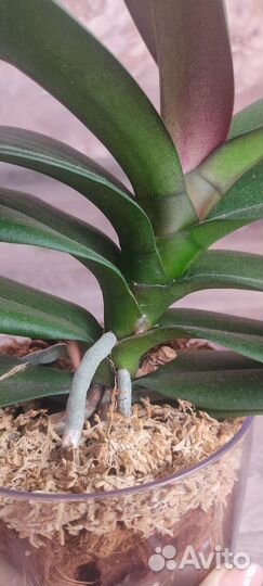 Орхидея биг лип