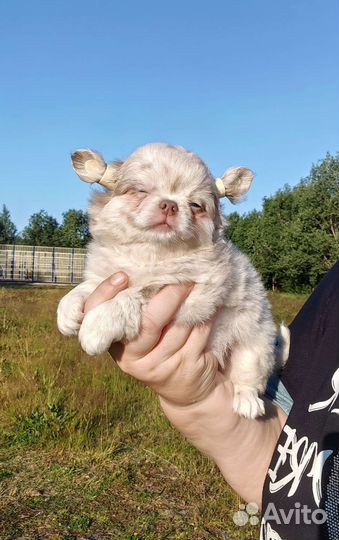 Щенки чихуахуа