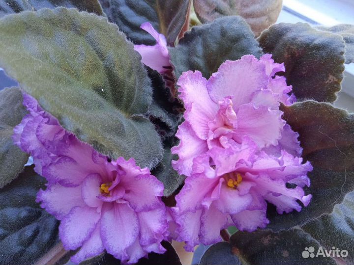 Фиалка розовая махровая