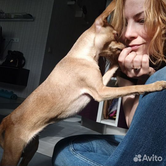 Передержка собаки в загородном доме