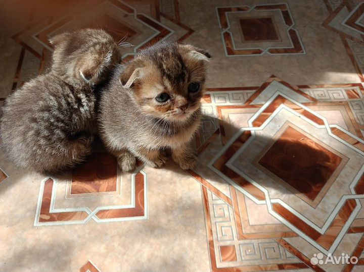 Шотландская вислоухая кошка